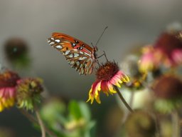 Florida_2007-2008-042